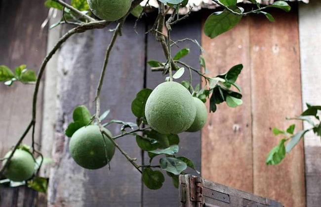 Peaceful Homestay in the Middle of Fruit Garden - Room With Four Double Beds - Foto 23