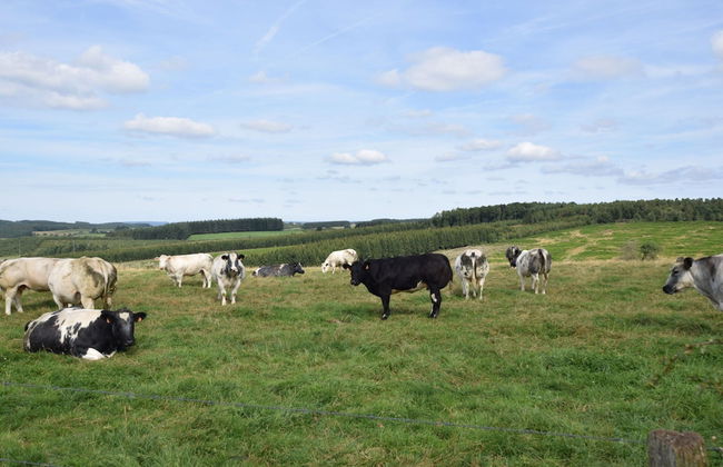 Holiday Home in Hampteau Near River Ourthe - Photo 25