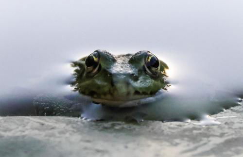gîte en campagne Lamégritnière - Foto 45