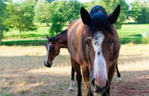 Neue Pfälzerwald Fewo mit Garten am Fluss - Foto 23