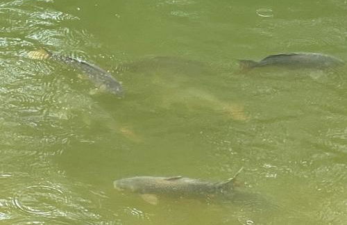 STAIRS OPTIONAL! Lakefront! Pool! On Water! Convenient Fishing! - Photo 34