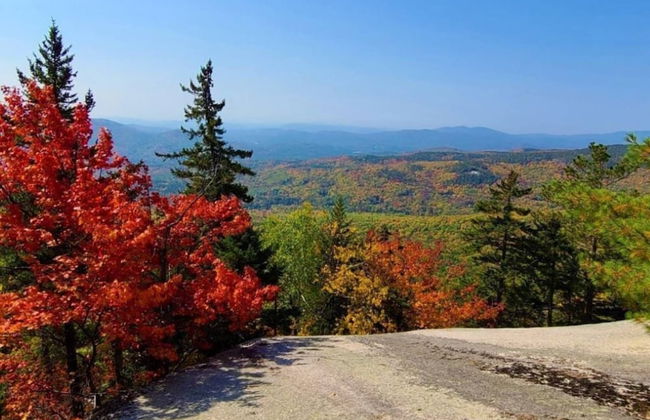 Cardinals Perch - Foto 1