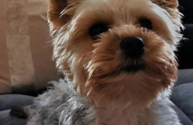 s´Paradies Ferienwohnung - Foto 21