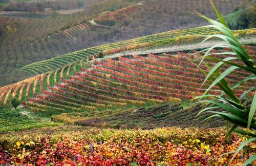 Tomati's House - Foto 40