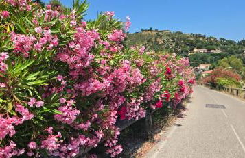 Les Iles d' Or Appartement - Foto 34