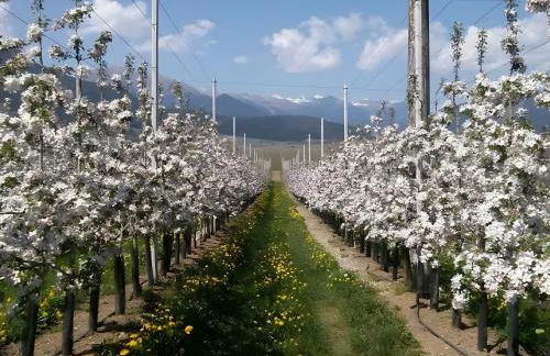 Agriturismo Odorizzi - Photo 39