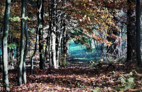 Butterfly Factory - Foto 53