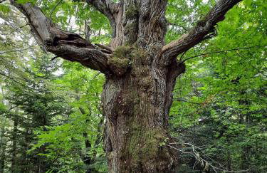 La Casetta della Nonna - Foto 25