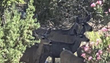 The Scholars Casita - Foto 2