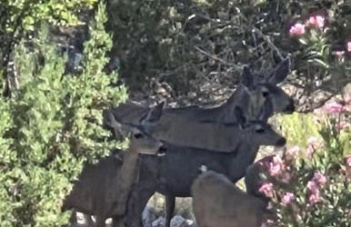 The Scholars Casita - Foto 2