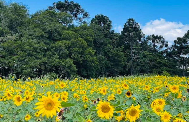 Sao Francisco de Paula Day Trip - Photo 1