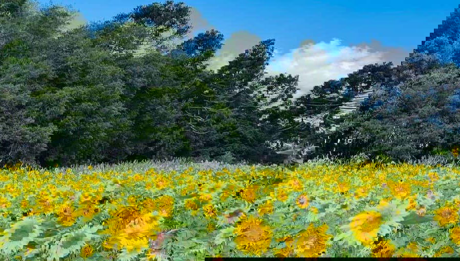 Sao Francisco de Paula Day Trip - Foto 1