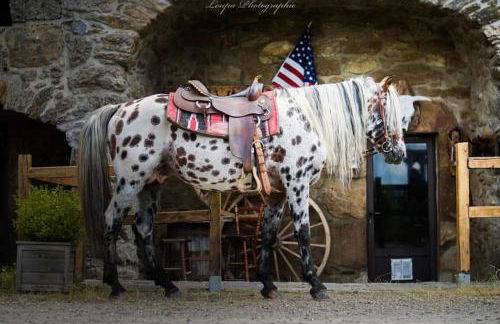 Ranch du Haut-Languedoc - Foto 19