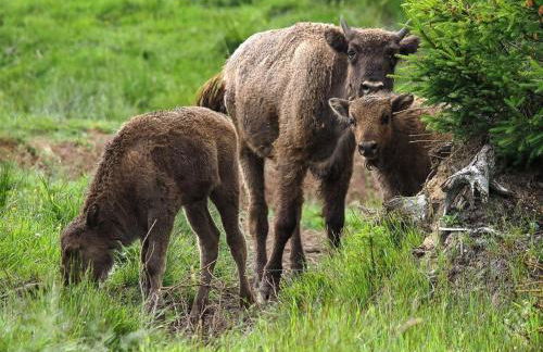 Ferienwohnung Wisentsteig - Foto 13