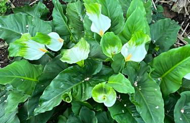 La Casita de Omar en el corazón de Anaga y La Laguna - Foto 40