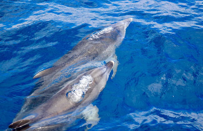 Whale & Dolphin Watching in Caniçal - Photo 1