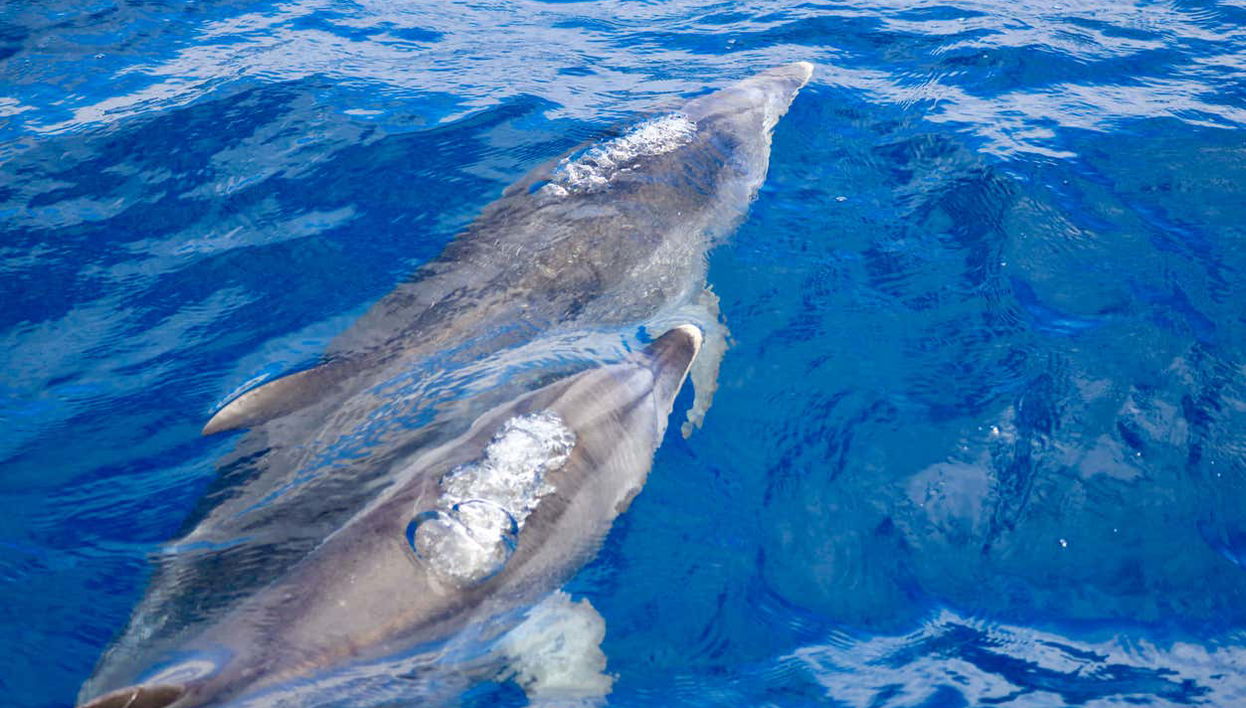 Whale & Dolphin Watching in Caniçal - Photo 1