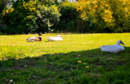 The Byre At Springbank - Foto 37