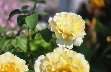 Αρχοντικό Παπανικολάου - Foto 42