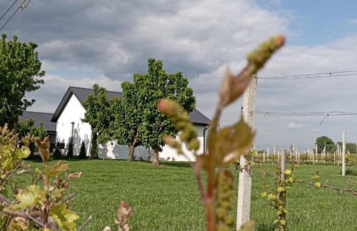 Domki w Winnicy - Świętokrzyska Winnica Knapów - Foto 2