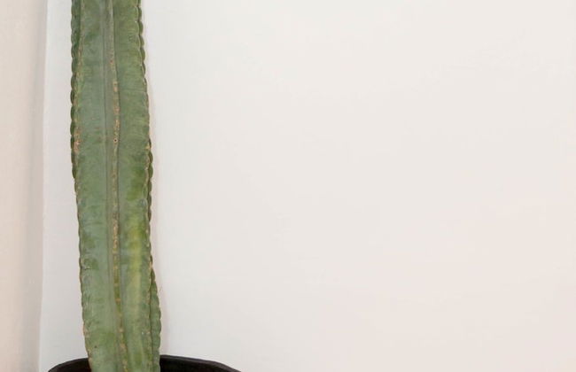 Renovated Apt.Walk to Marley Museum - Foto 29