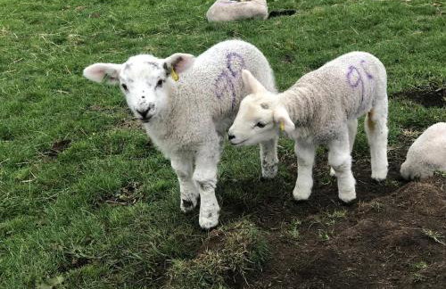 Rose Cottage. Family home on the river - Foto 2