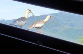 Casa de montanha com hidro no pé da serra - Foto 16