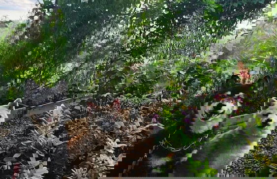 Pause Pranburi - Foto 24