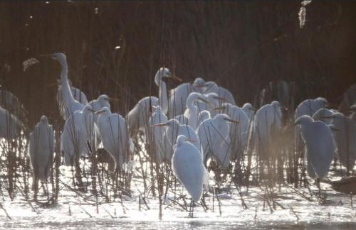 Kopice " Kowalczyk In Nature Parks Blue Velo" - Foto 32