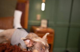 NEW Slytherin Studio - Dogs OK - Foto 13