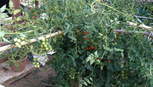 Elysion point Apartment - Foto 4, Garden