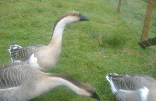 Les gîtes de la bergerie - Foto 36