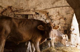 Masseria Tagliente - Foto 40