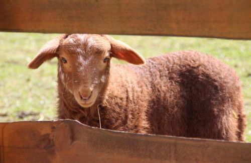 Ferienhof Zum Sagschneider - Foto 15