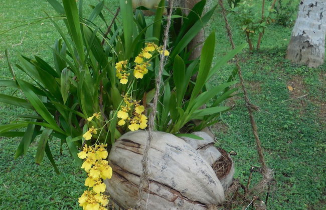 Coconut Treehouse - Foto 26