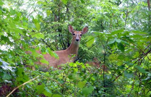 Nantahala Spiritual Retreat - Remote and Peaceful! - Foto 25