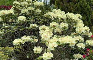 Willa Wierchy - Foto 74