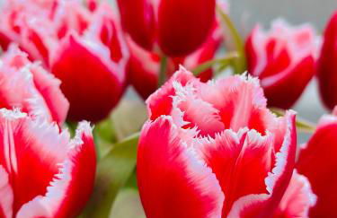 MelTom`sHome - Foto 24