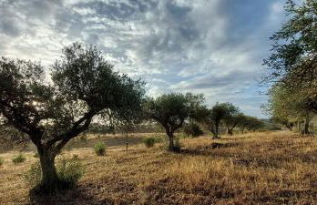 Quinta Monte da Azinheira - Foto 10