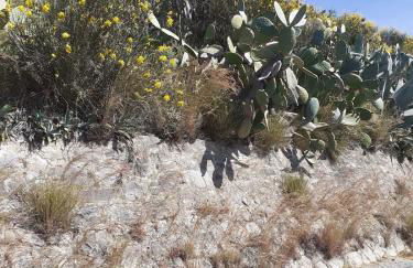 6 Kilometri dal Mare e dall'Aspromonte Motta San Giovanni Visita Canyon e Castello - Foto 26
