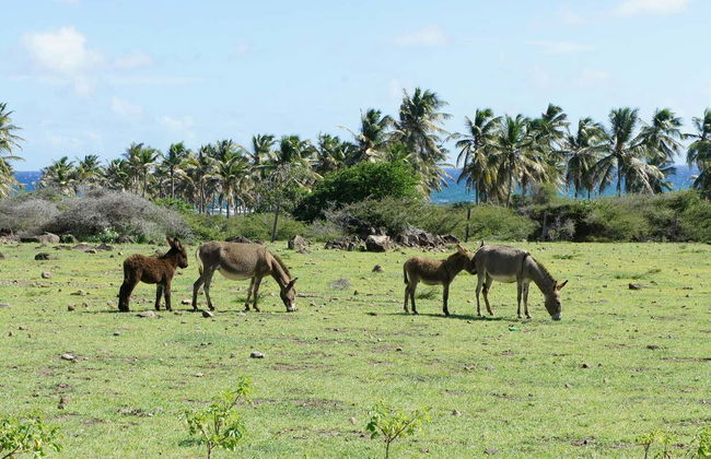 Excursão à ilha Nevis - Foto 1