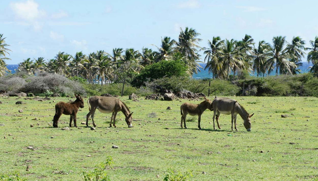 Enjoying the tour of the island