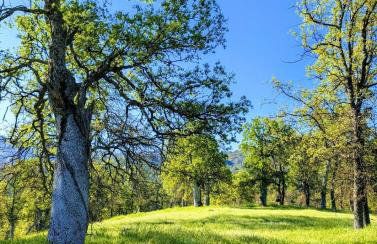 Peaceful Pines Place, a cozy mountain hideaway wAC - Foto 66