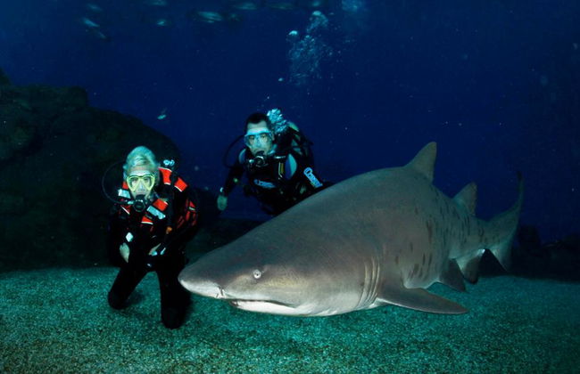 Palma Aquarium - Ticket - Foto 14