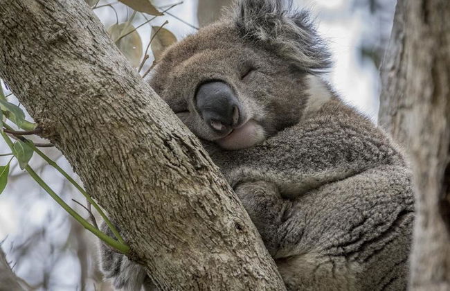 Grande Route Océanique et les Douze Apôtres - Excursion d'une Journée - Photo 6