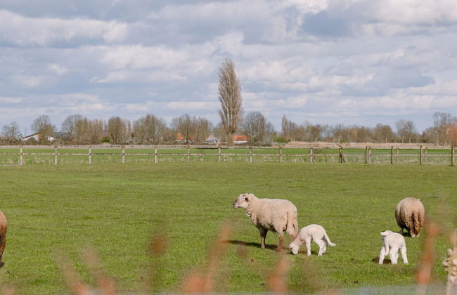 Spacious Holiday Home With Indoor Pool Sauna - Foto 7