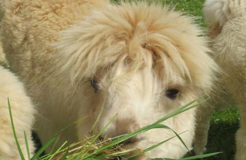 Alpaka-Ferien - Foto 17