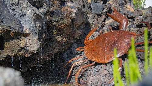 El Jable Rentals - Foto 3