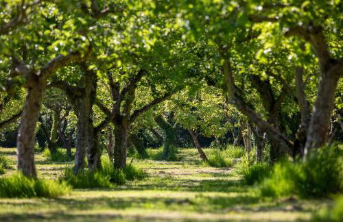 Dragon Orchard Retreat - Foto 8