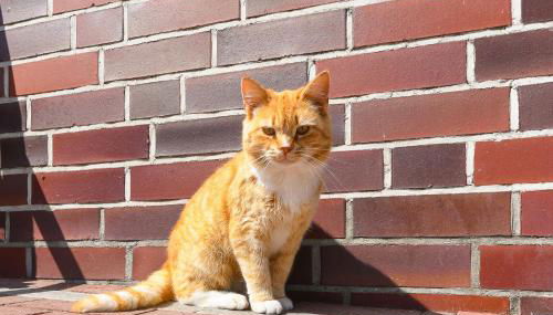 Ferienwohnung Waldblick auf dem Ferienhof Eschen - Foto 5, Other